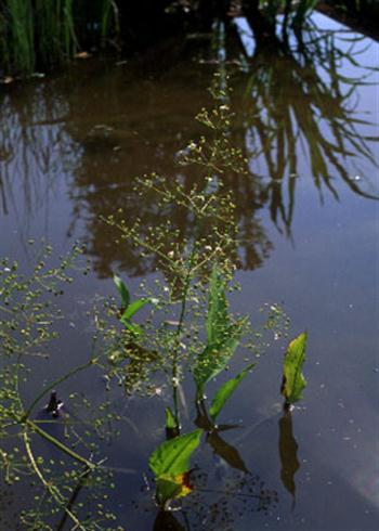 بارهنگ آبی ( قاشق واش )